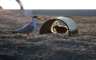 Photo du film : Return of the Little Tern Seabird on the Floating Artificial Sand Islands