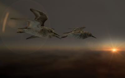 Photo du film : Le mystérieux voyage des oiseaux de rivage
